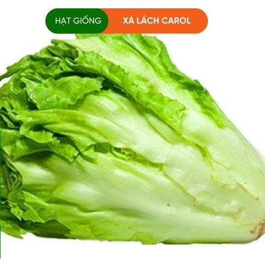HẠT GIỐNG XÀ LÁCH CAROL