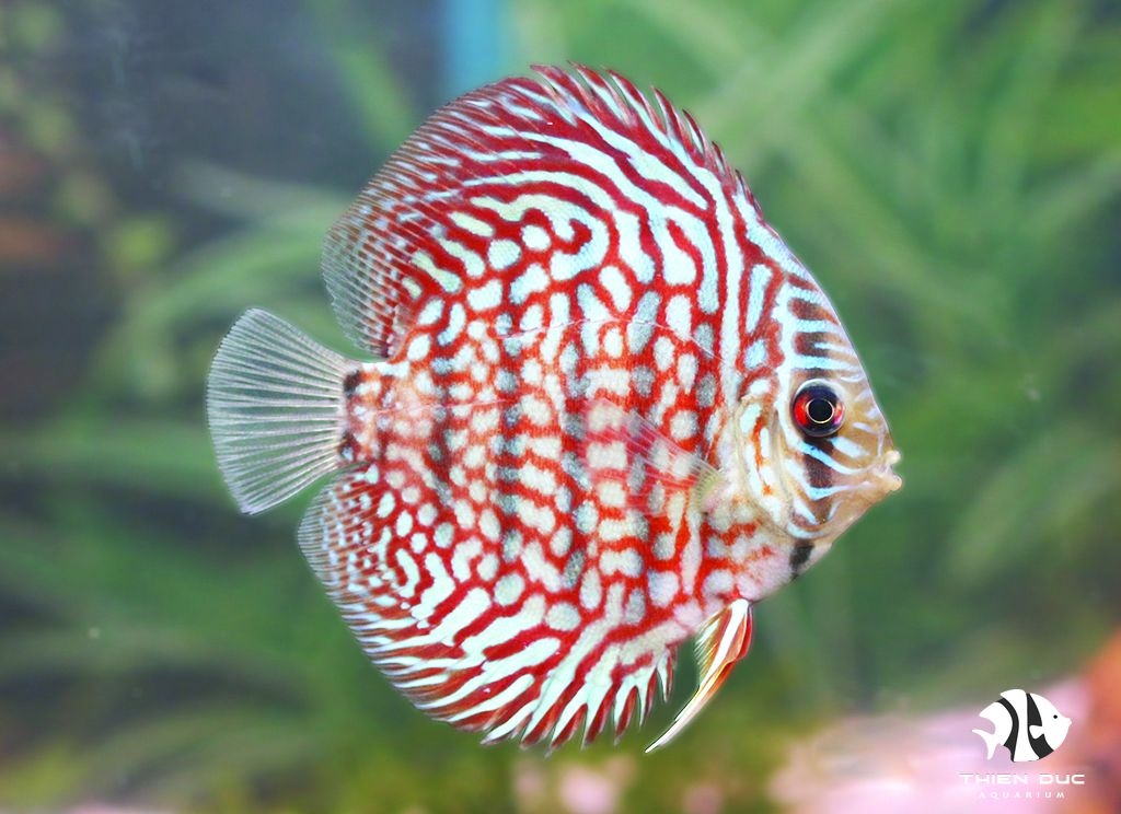 Red Royal Discus