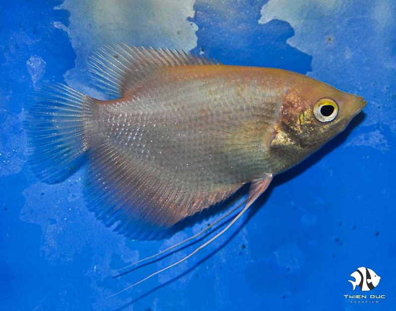 Gourami Giant Gold