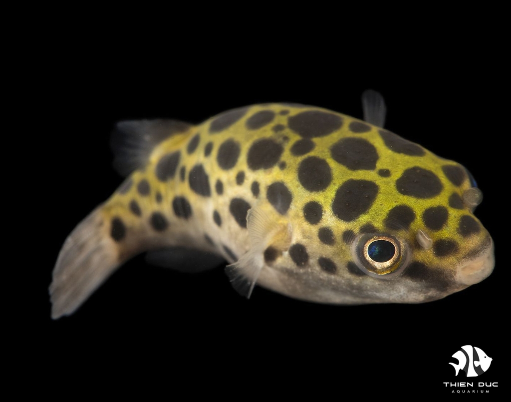 Puffer Green Spotted