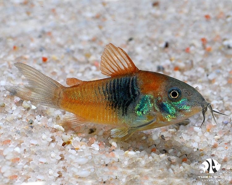 Cá Chuột Venezuela Venezuela Corydoras Cá cảnh Thiên Đức Shop cá