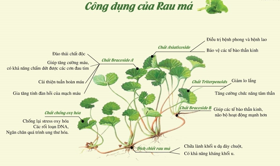 Bột rau má đường phèn Quảng Thanh 150g ( 15g x 10 gói )