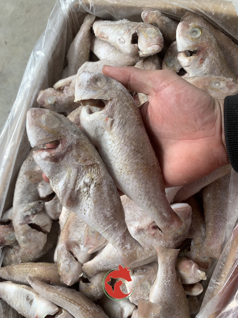 Cá Đổng Chàm
