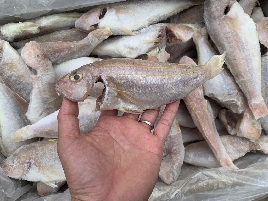 Cá Đổng Chàm