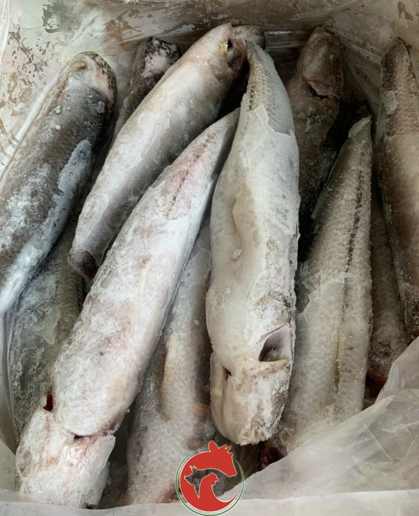 Cá Lóc Làm sạch