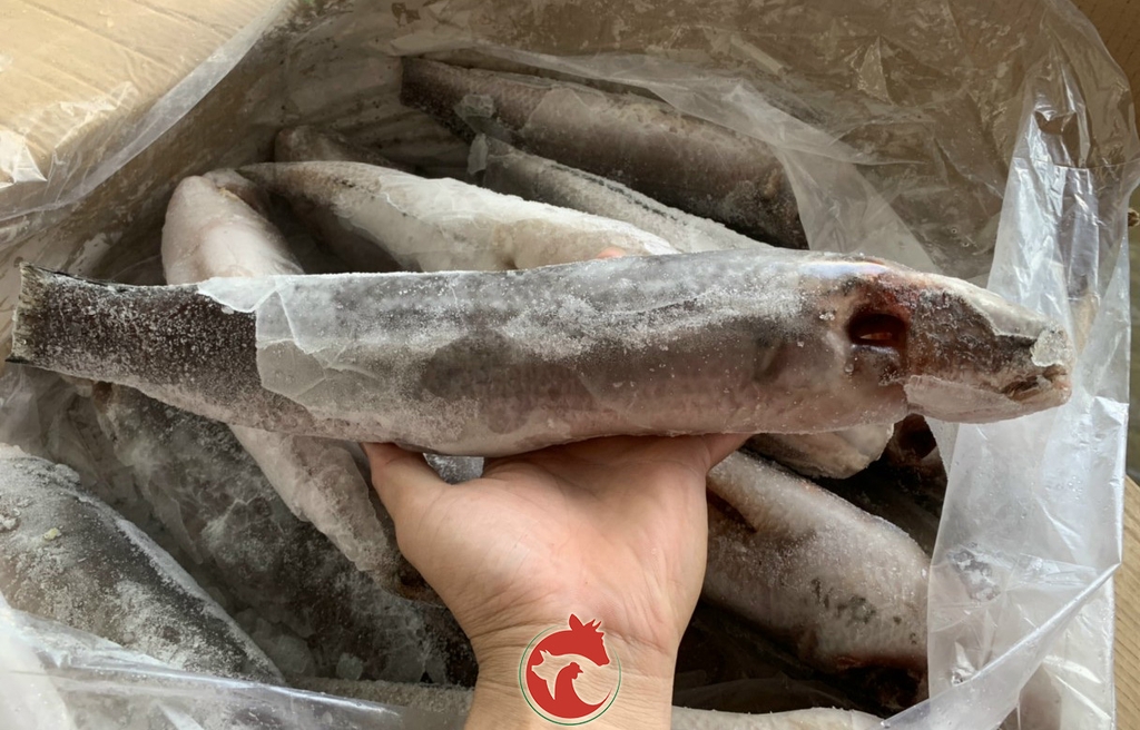 Cá Lóc Làm sạch