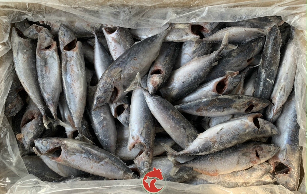 Cá Ngừ
