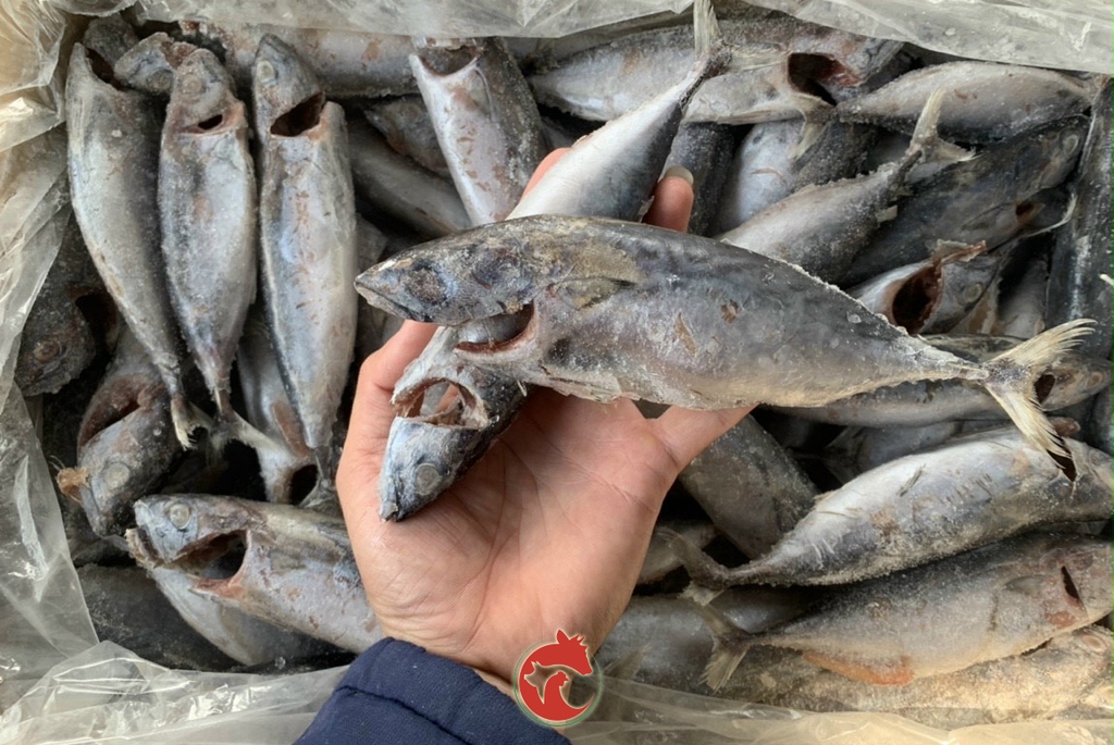 Cá Ngừ