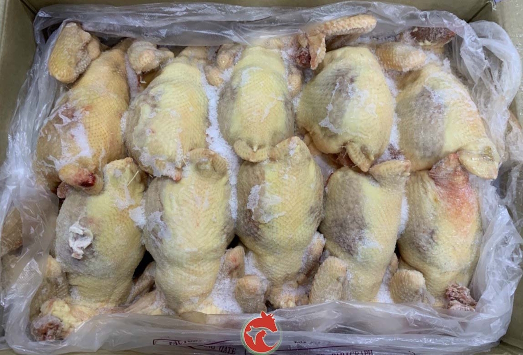 Gà dai nguyên con