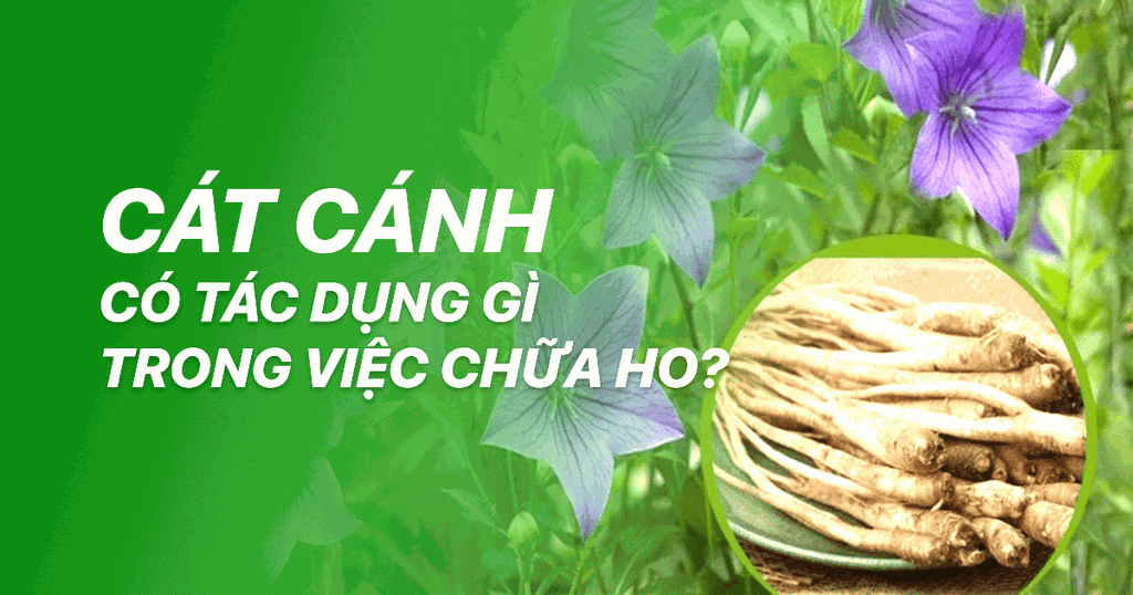 Cát Cánh - Một Thảo Dược Quý Giá Trong Việc Chữa Trị Ho