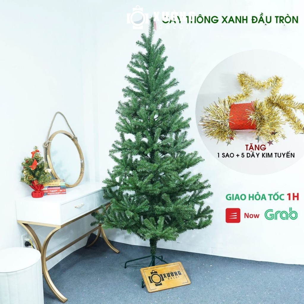 Cây thông xanh 2 loại lá đầu tròn tán dày LP_19TT
