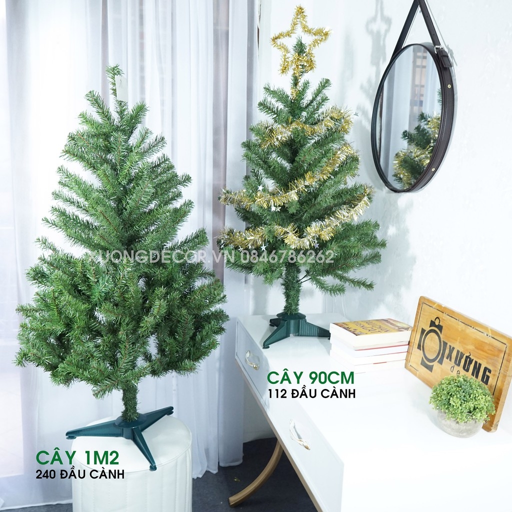 Cây thông xanh 2 loại lá đầu tròn tán dày LP_19TT