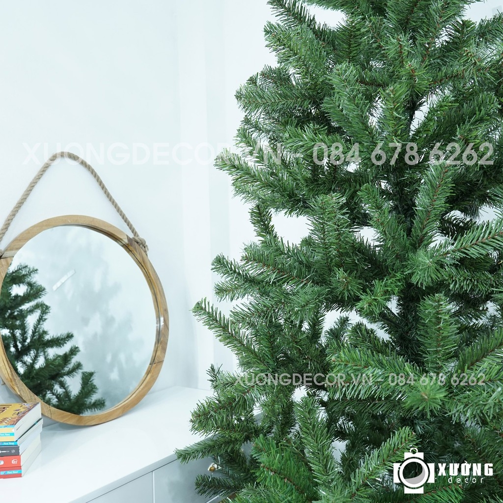 Cây thông xanh 2 loại lá đầu tròn tán dày LP_19TT