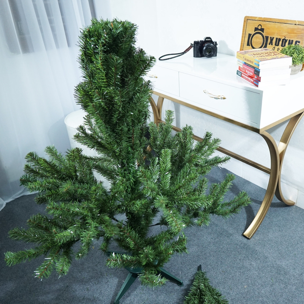 Cây thông xanh 2 loại lá đầu tròn tán dày LP_19TT