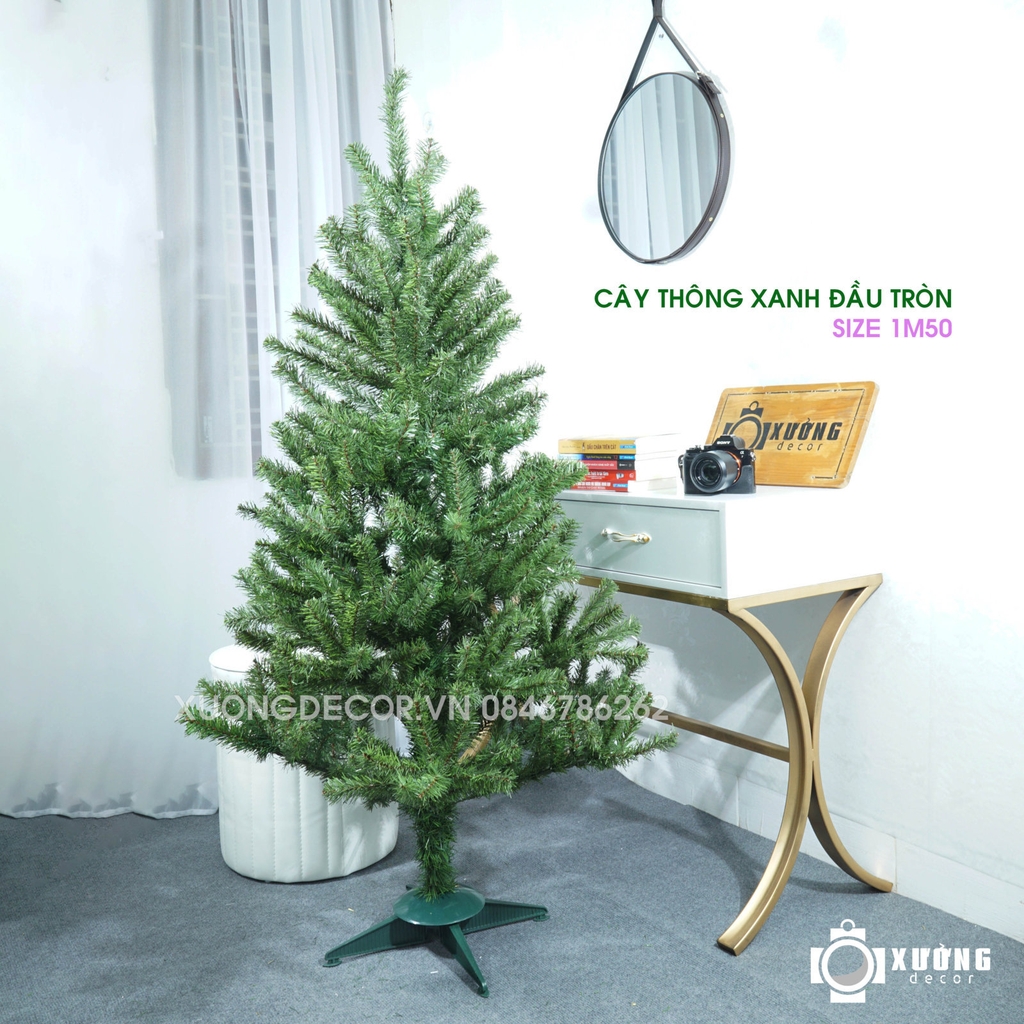 Cây thông xanh 2 loại lá đầu tròn tán dày LP_19TT