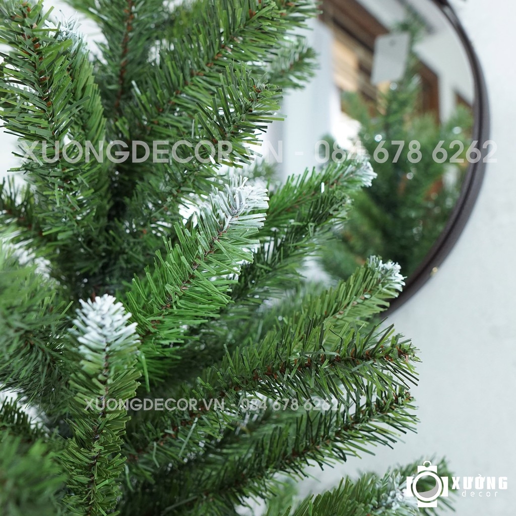 Cây thông xanh 2 loại lá đầu tròn tán dày LP_19TT