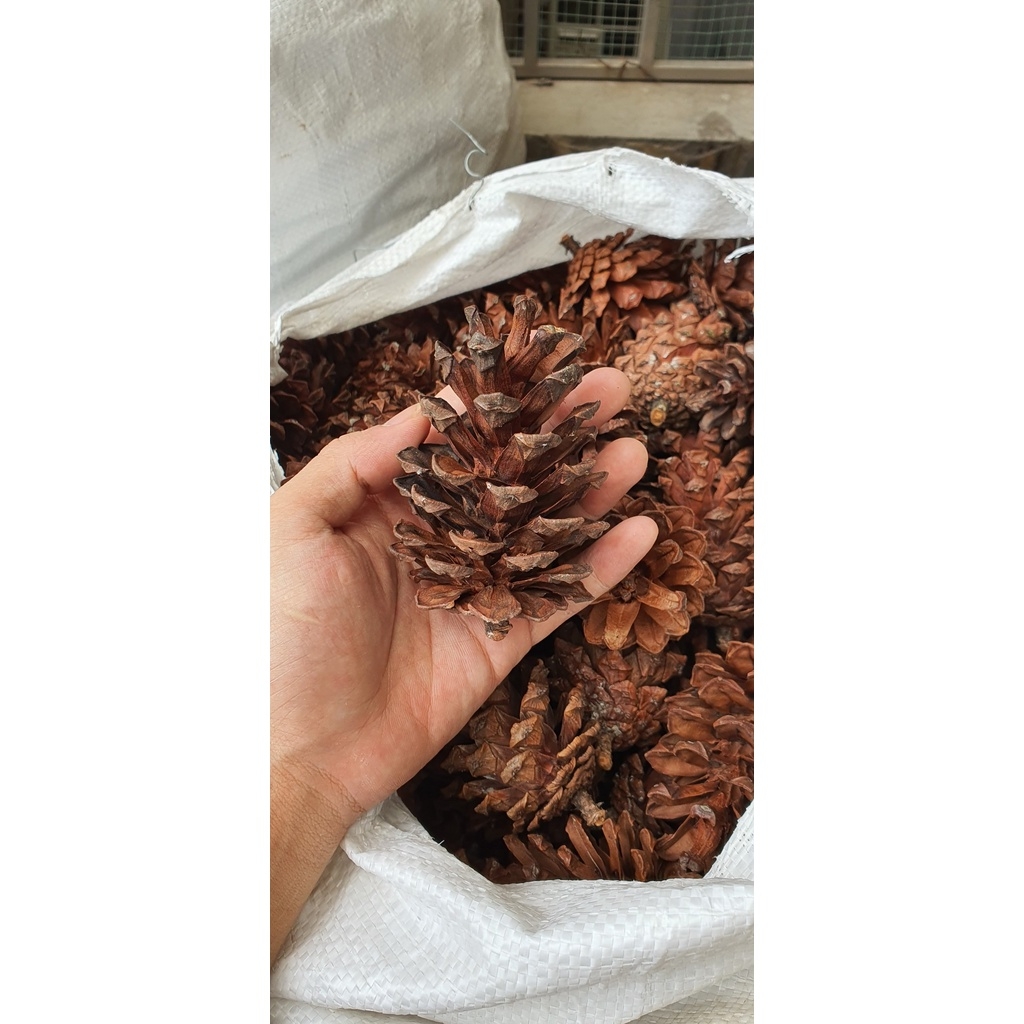 Quả thông khô