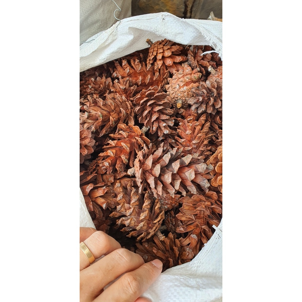 Quả thông khô