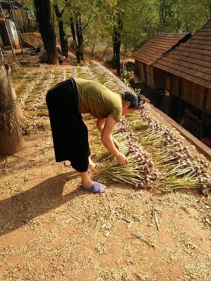 Tỏi tía Yên Châu