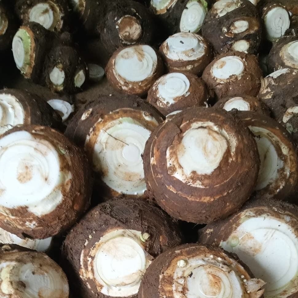 Khoai sọ Cụ Cang