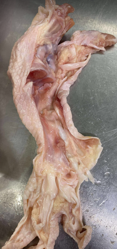 Chân gà rút xương còn khủy  鶏足骨なし (bịch 1kg)