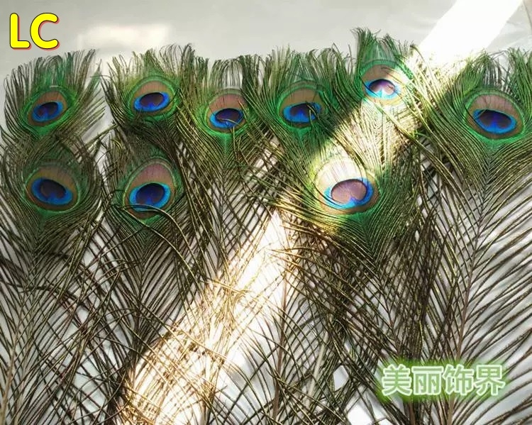 Lông công trang trí LC