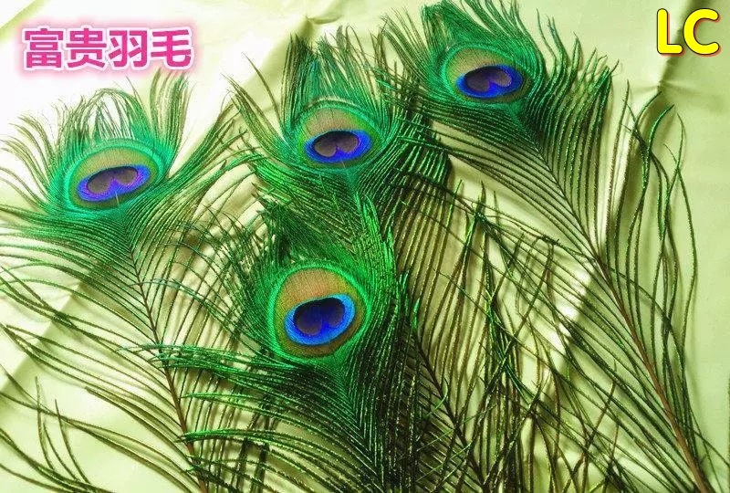 Lông công trang trí LC