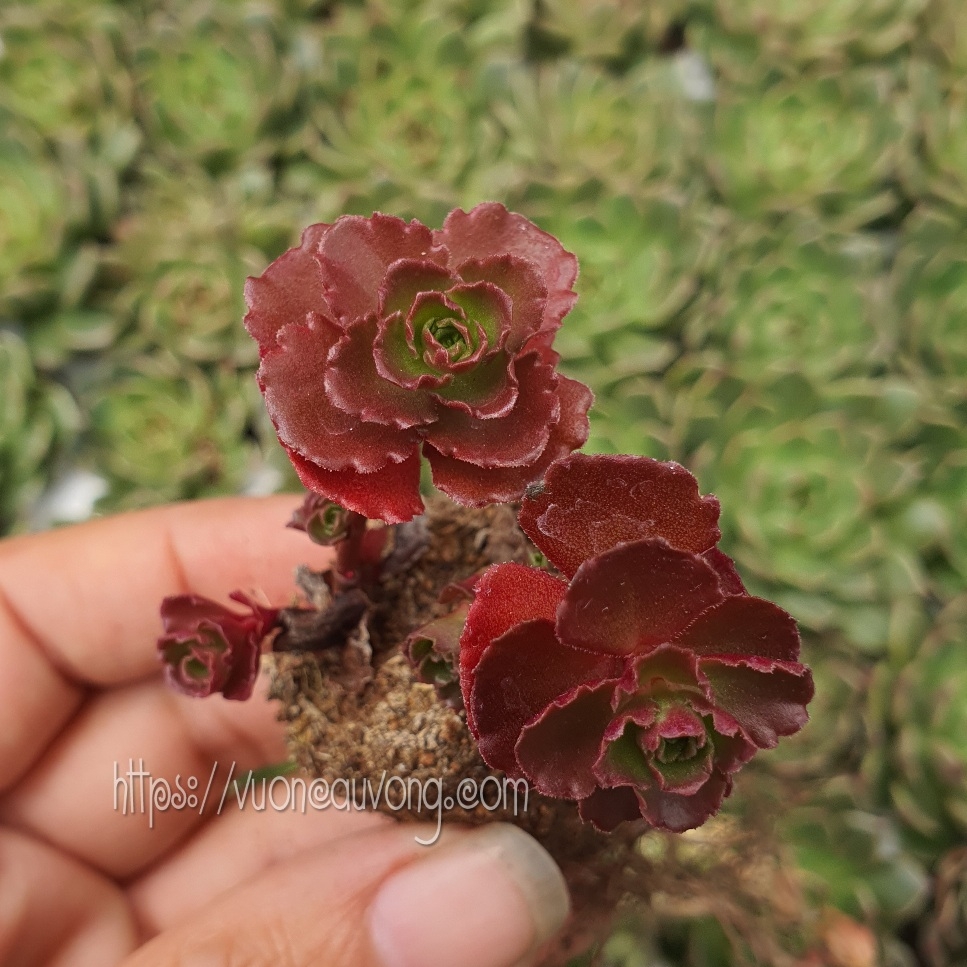 Sen đá sedum huyết long vỉ