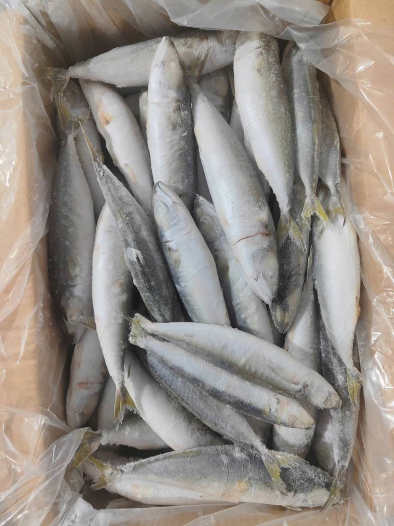 CÁ NỤC TQ 6–8 (THU NGỪ) ĐÔNG LẠNH - THÙNG 10KG