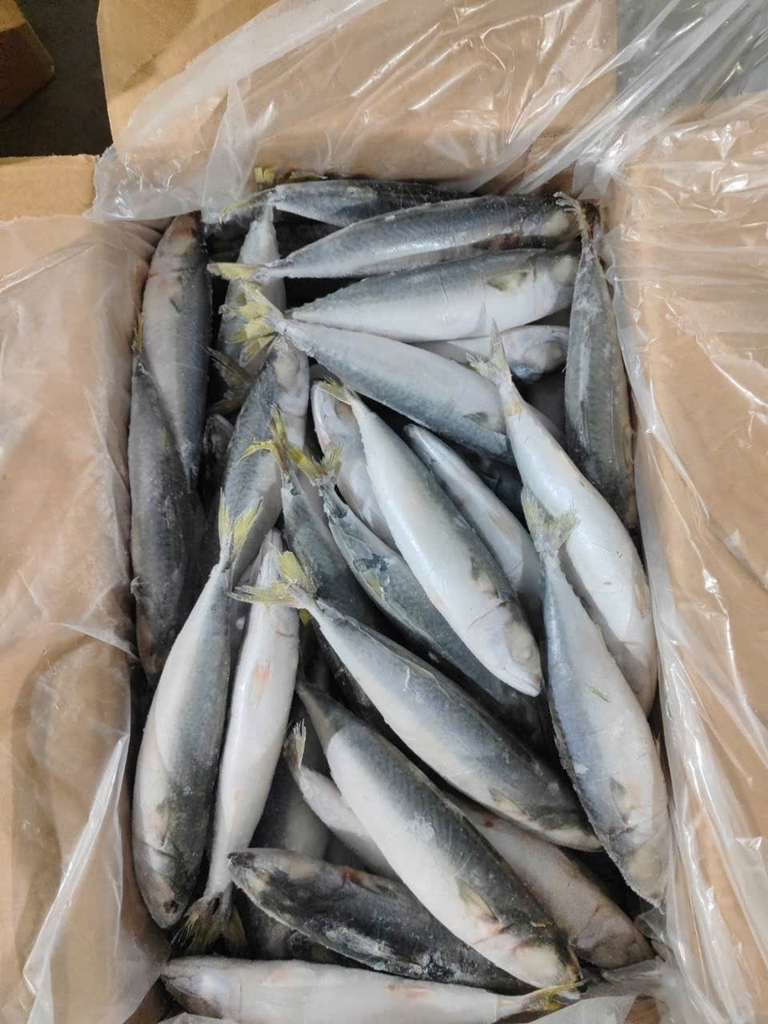 CÁ NỤC TQ 6–8 (THU NGỪ) ĐÔNG LẠNH - THÙNG 10KG