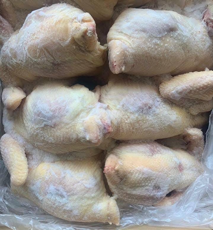 Gà dai nguyên con Hàn Quốc (đủ sz: 10D4, 10D5, 10D6, 10D7 )