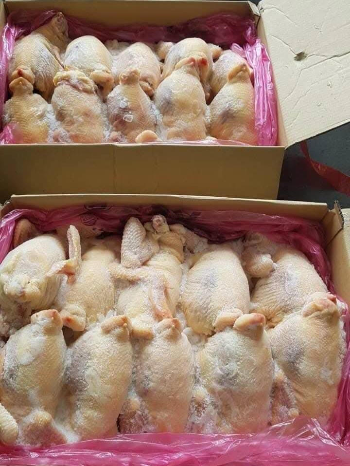 Gà dai nguyên con Hàn Quốc (đủ sz: 10D4, 10D5, 10D6, 10D7 )