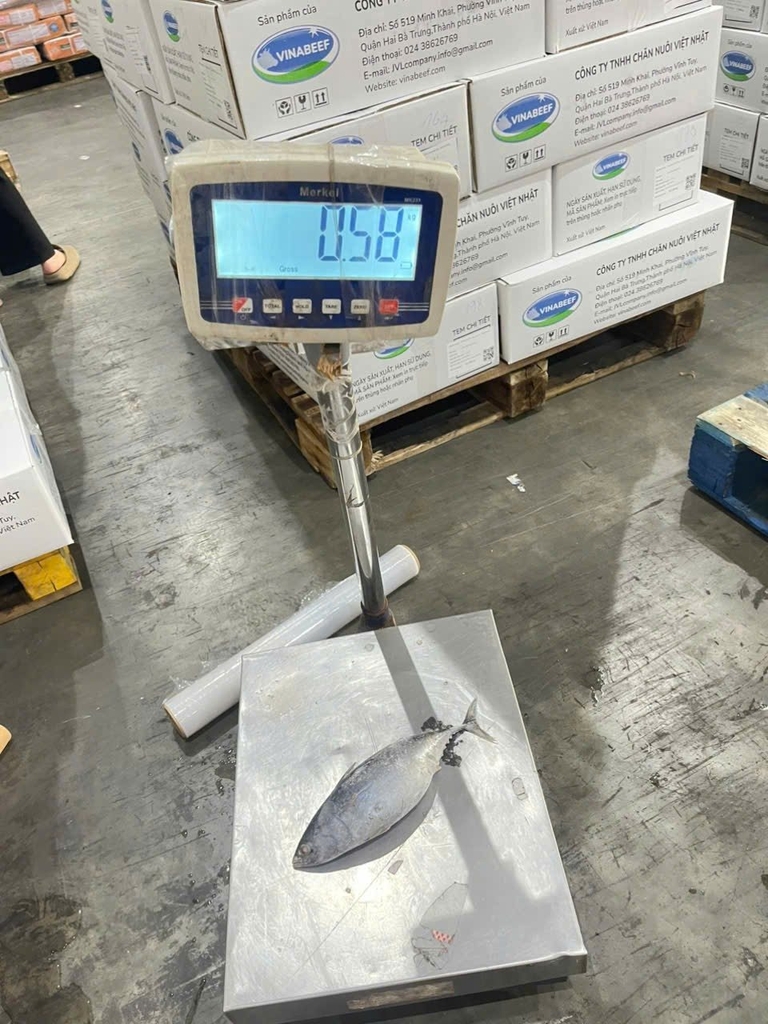 CÁ NGỪ NGUYÊN CON ĐÔNG LẠNH – SIZE 500–1000G THÙNG 10KG