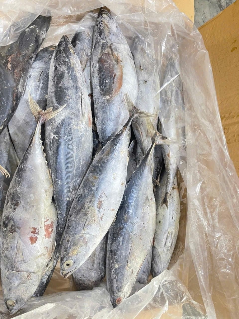 CÁ NGỪ NGUYÊN CON ĐÔNG LẠNH – SIZE 500–1000G THÙNG 10KG