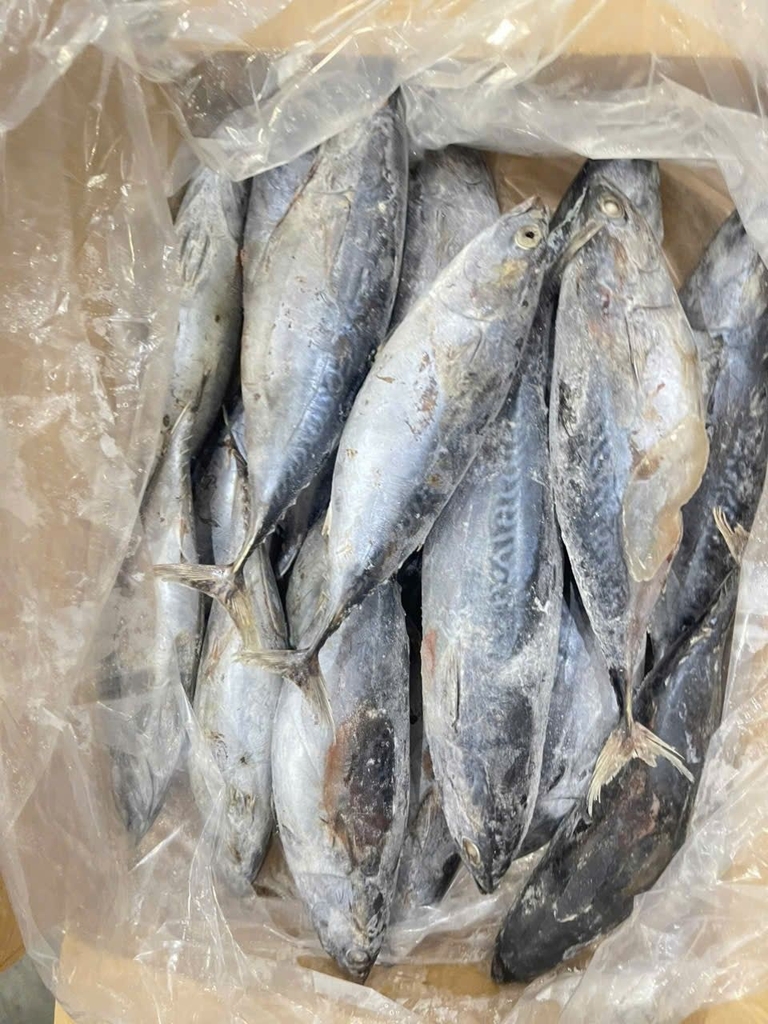 CÁ NGỪ NGUYÊN CON ĐÔNG LẠNH – SIZE 500–1000G THÙNG 10KG