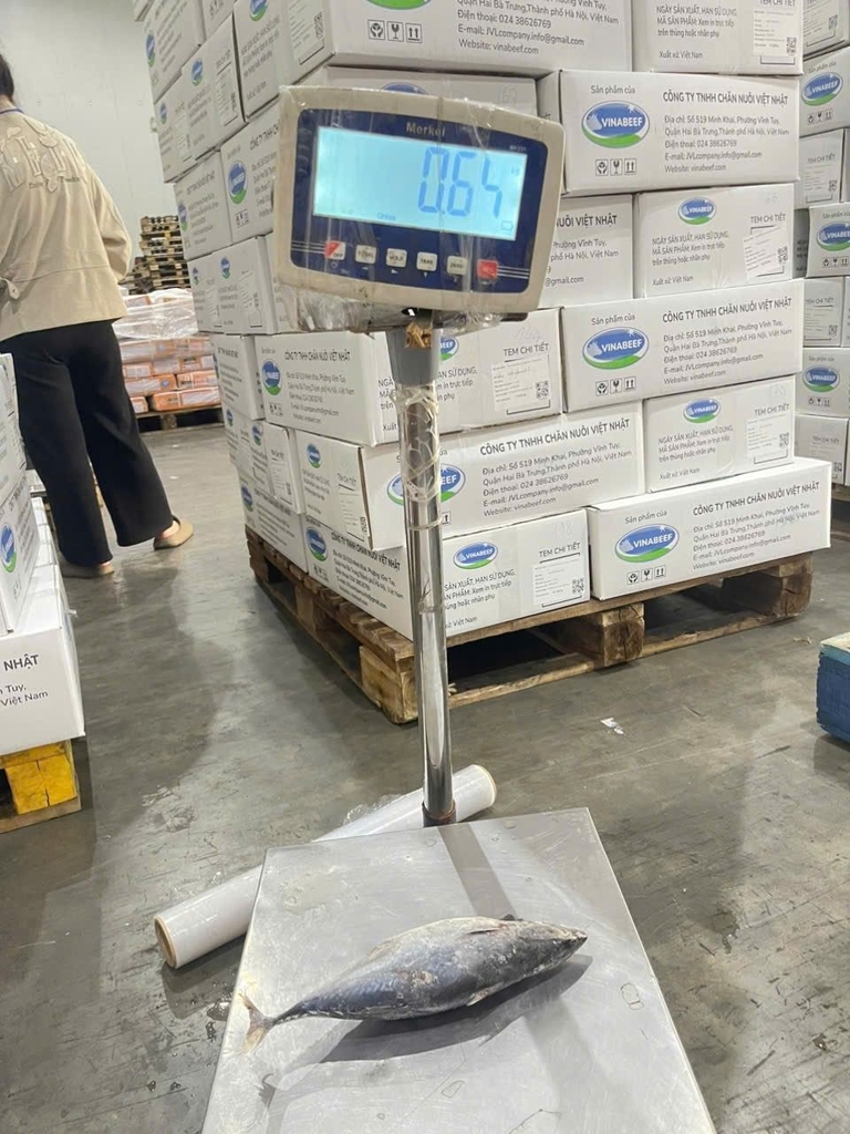 CÁ NGỪ NGUYÊN CON ĐÔNG LẠNH – SIZE 500–1000G THÙNG 10KG