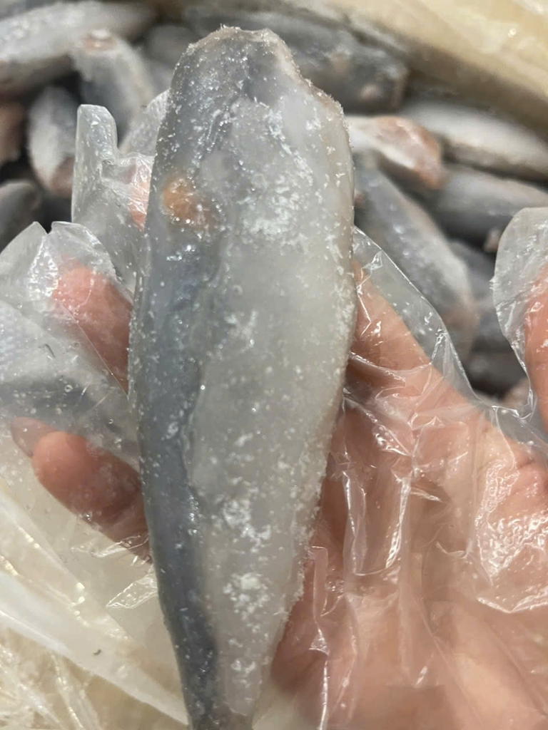 Cá Nục Gai Cắt Đầu size 20-24 con/kg ( thùng 10kg)