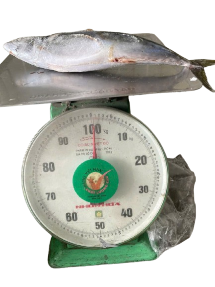 CÁ NỤC NHẬT BẢN (THU NGỪ) SIZE 300-600GR -THÙNG 15KG