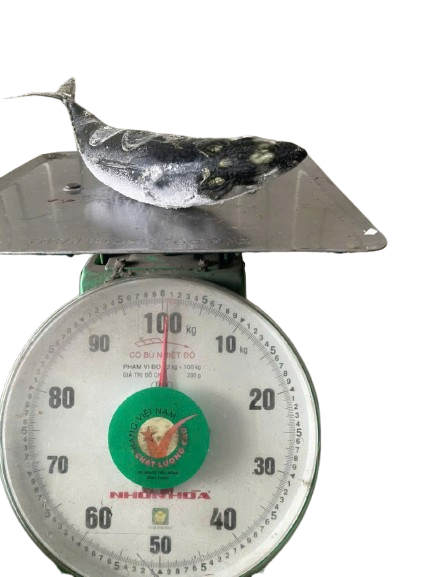 CÁ NỤC NHẬT BẢN (THU NGỪ) SIZE 300-600GR -THÙNG 15KG