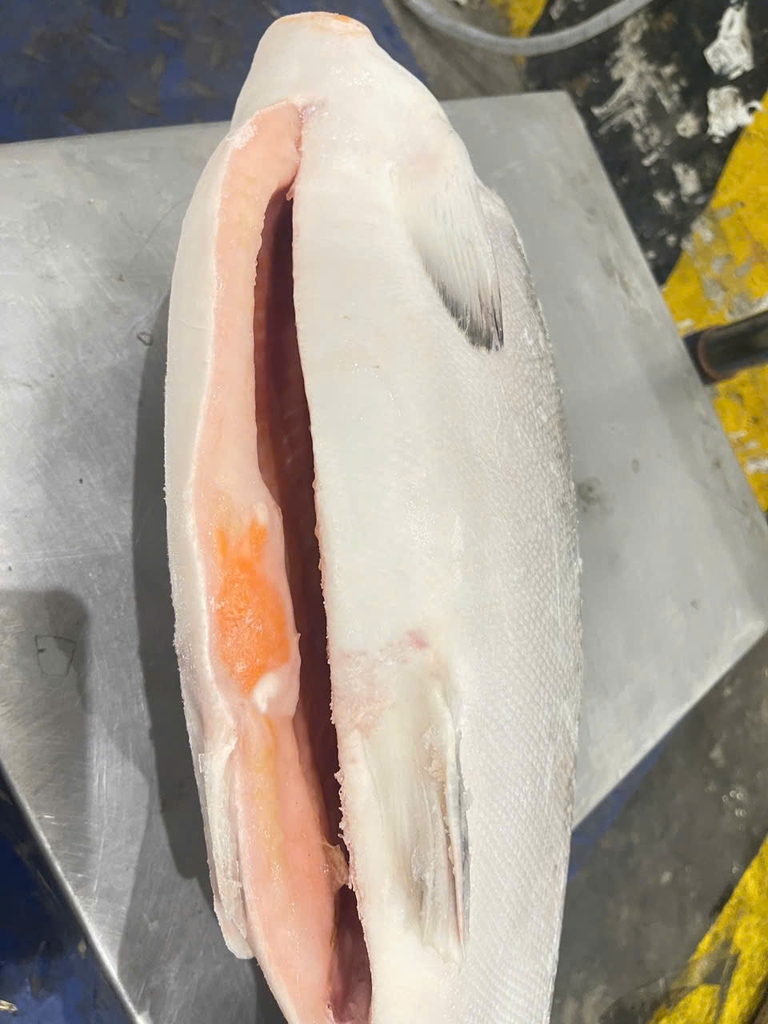 CÁ HỒI NC LÀM SẠCH FIVE STAR – NHẬP KHẨU CHILE