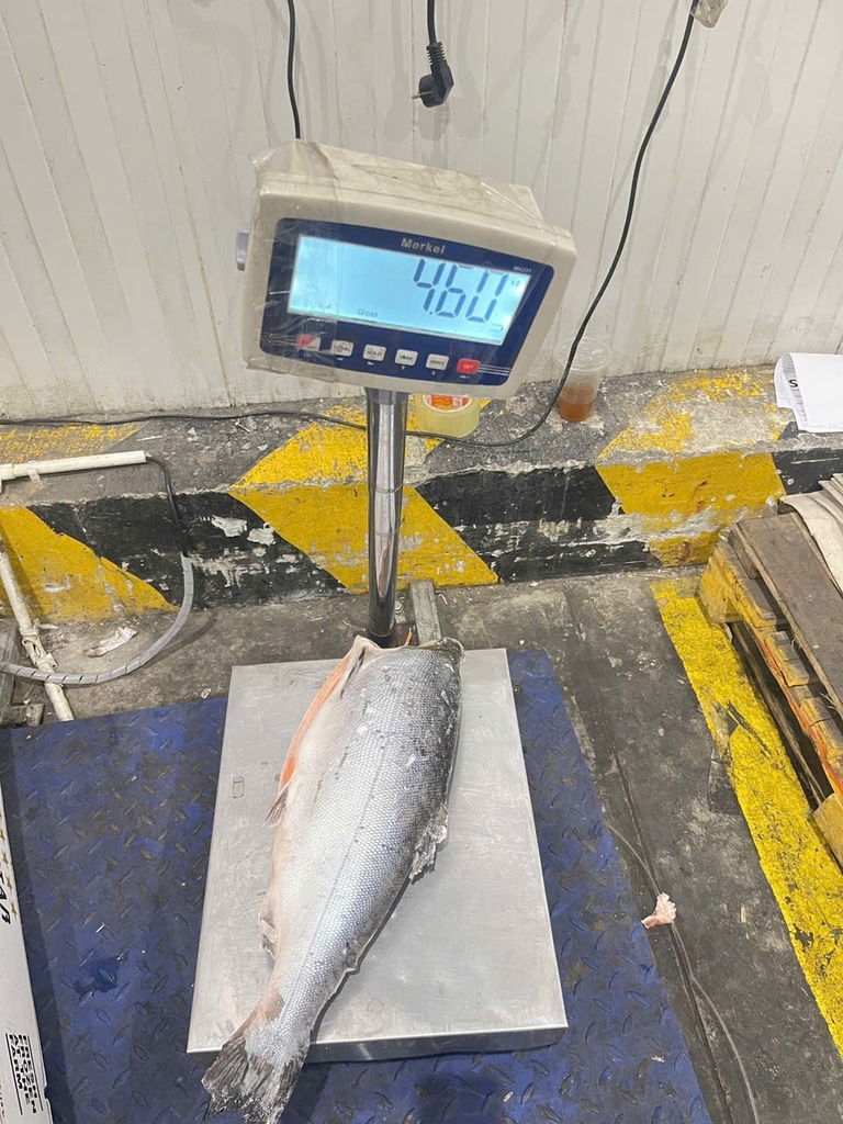 CÁ HỒI NC LÀM SẠCH FIVE STAR – NHẬP KHẨU CHILE