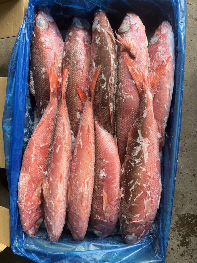 Cá hồng đỏ Nhật size 600/900 - thùng 15kg