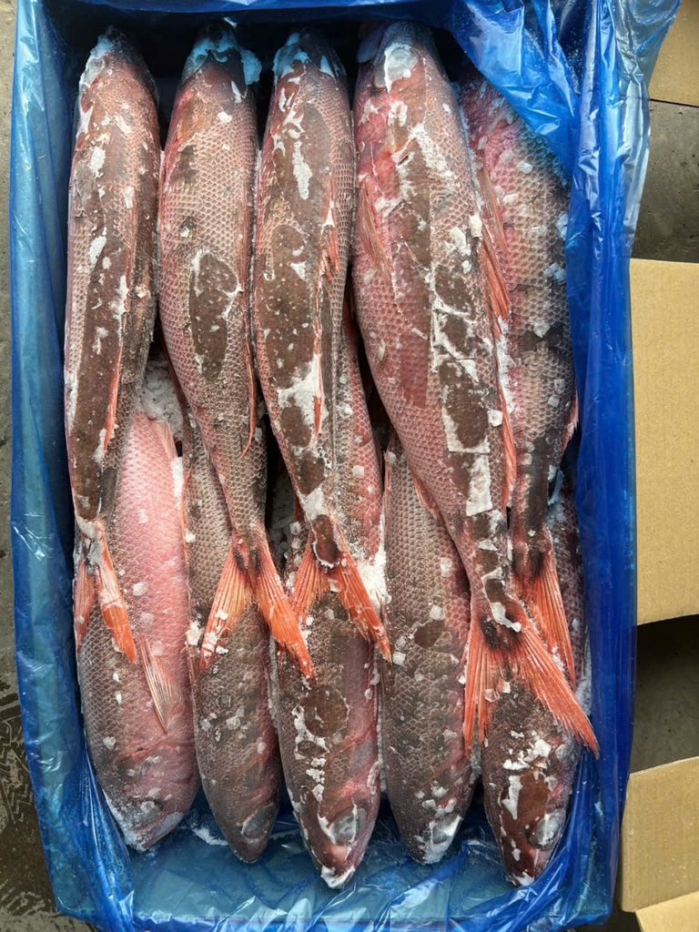 Cá hồng đỏ Nhật size 600/900 - thùng 15kg