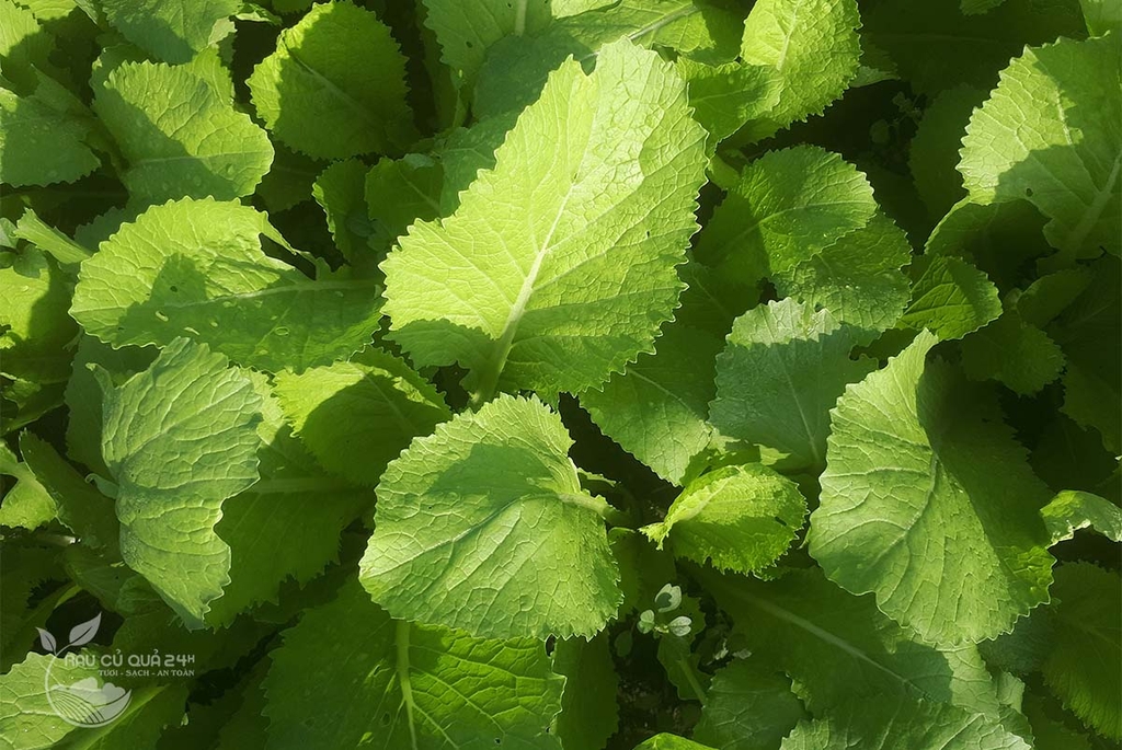 Rau Cải xanh baby 300g