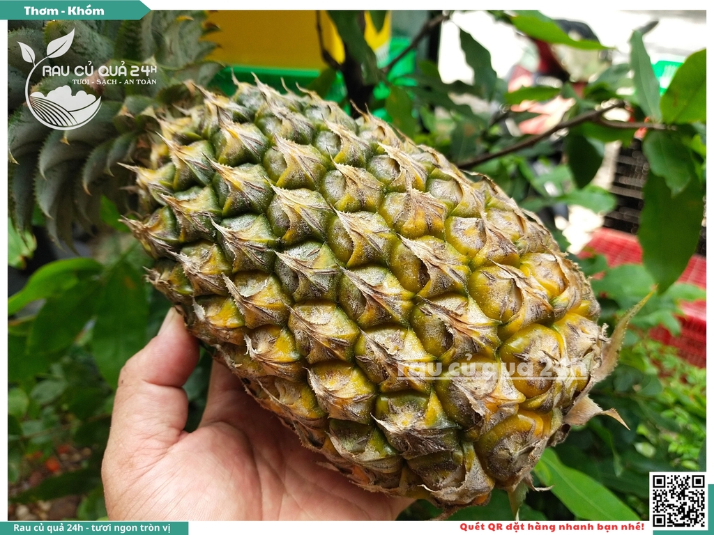 Quả thơm trái lớn