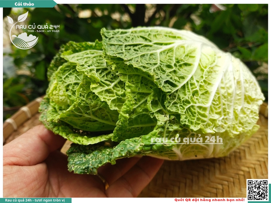 Cải Thảo - 1 cây