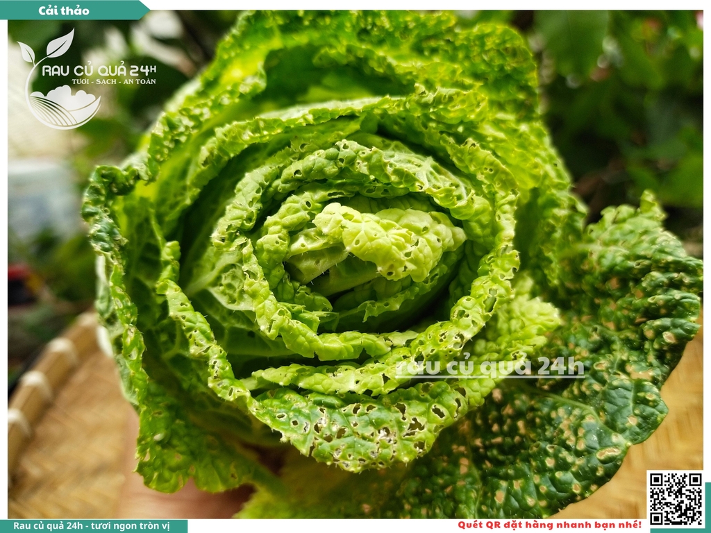 Cải Thảo - 1 cây