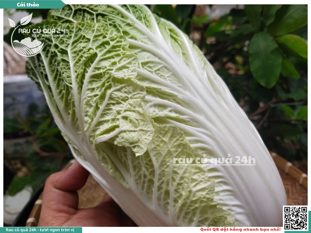 Cải Thảo - 1 cây
