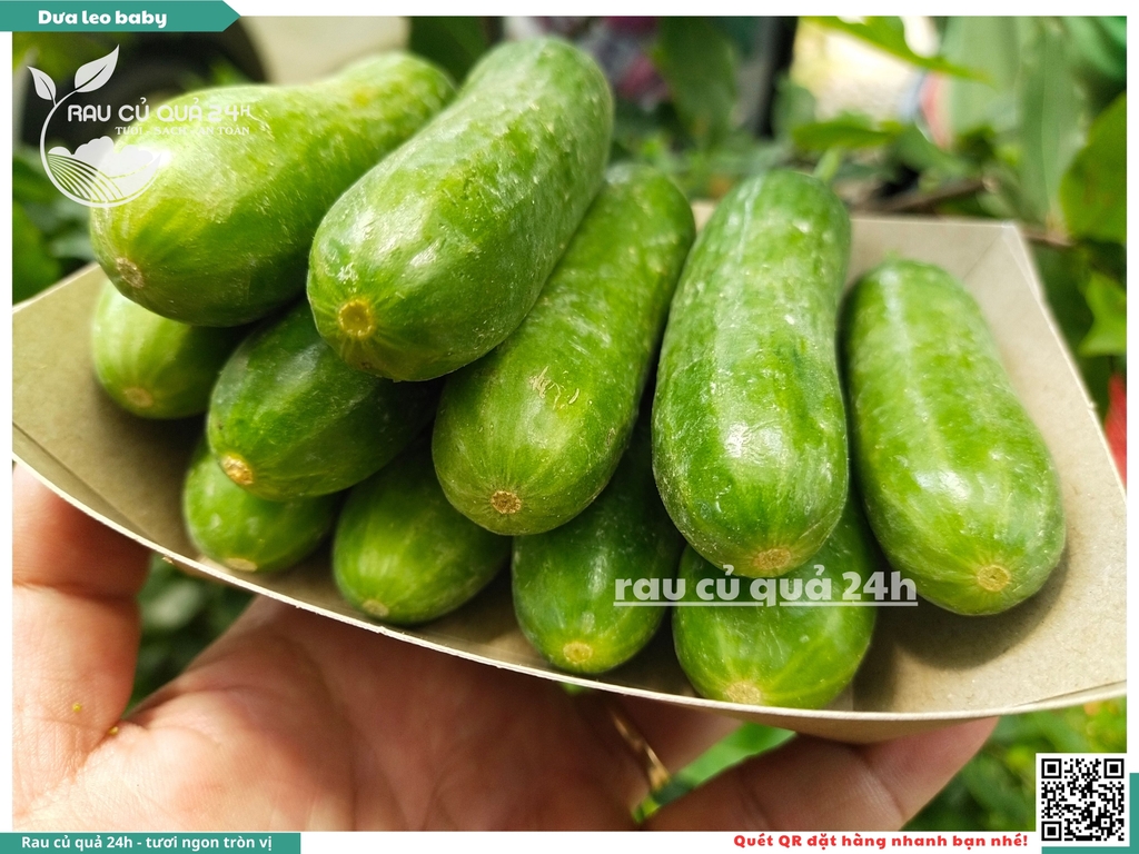 Dưa leo baby