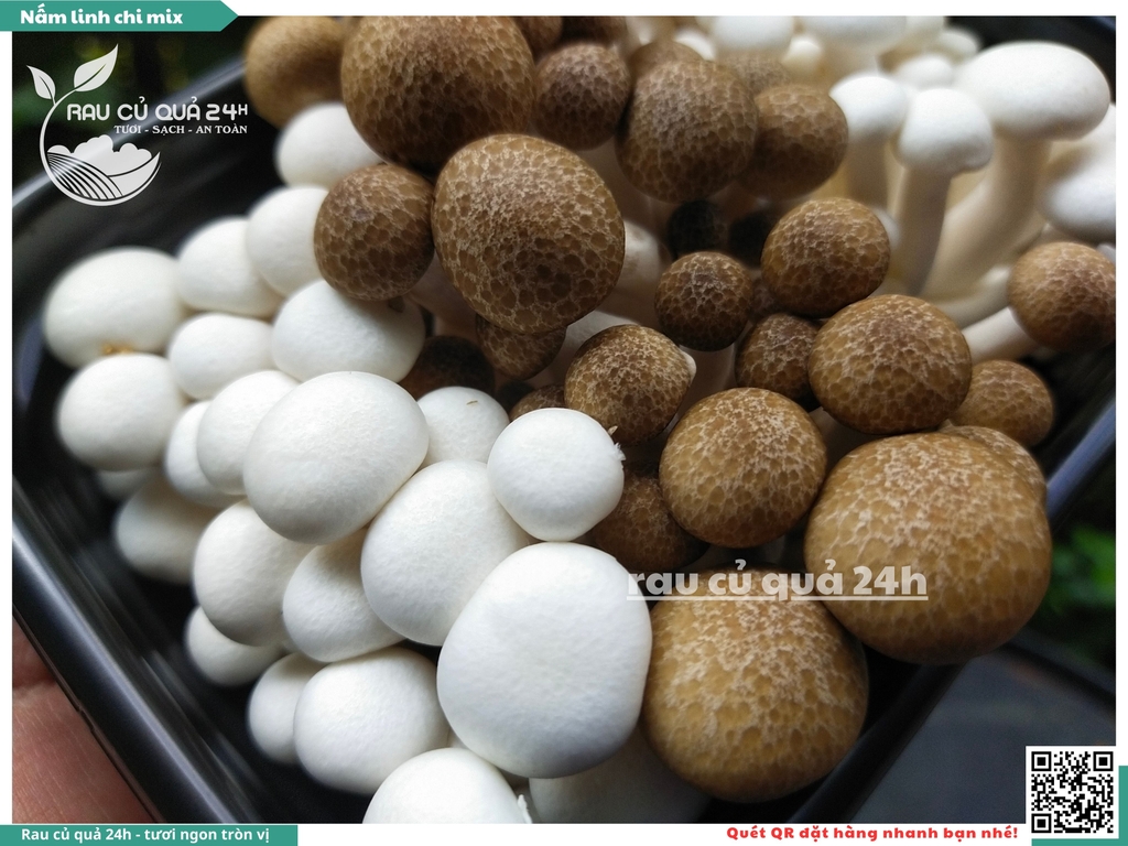 Nấm linh chi mix